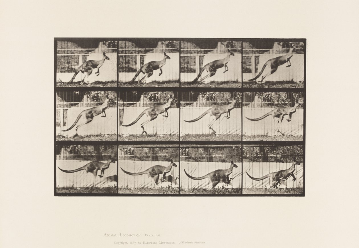 Placa 752. Canguro; Saltando de Eadweard Muybridge