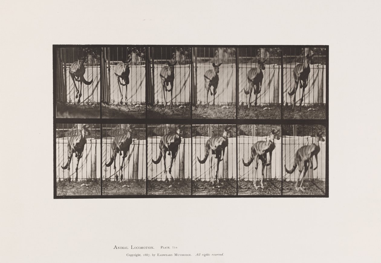 Placa 754. Canguro; Saltando de Eadweard Muybridge
