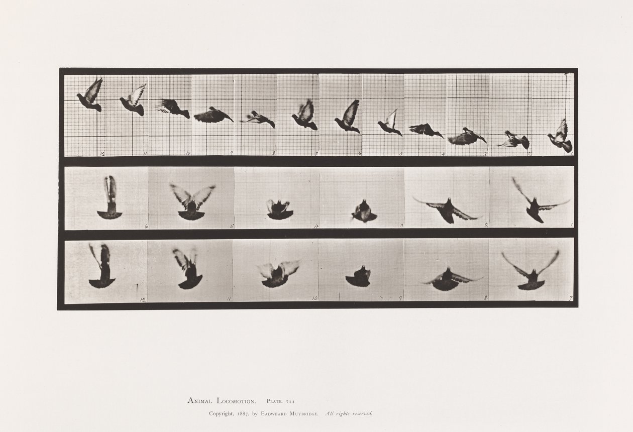 Placa 755. Paloma; Volando de Eadweard Muybridge