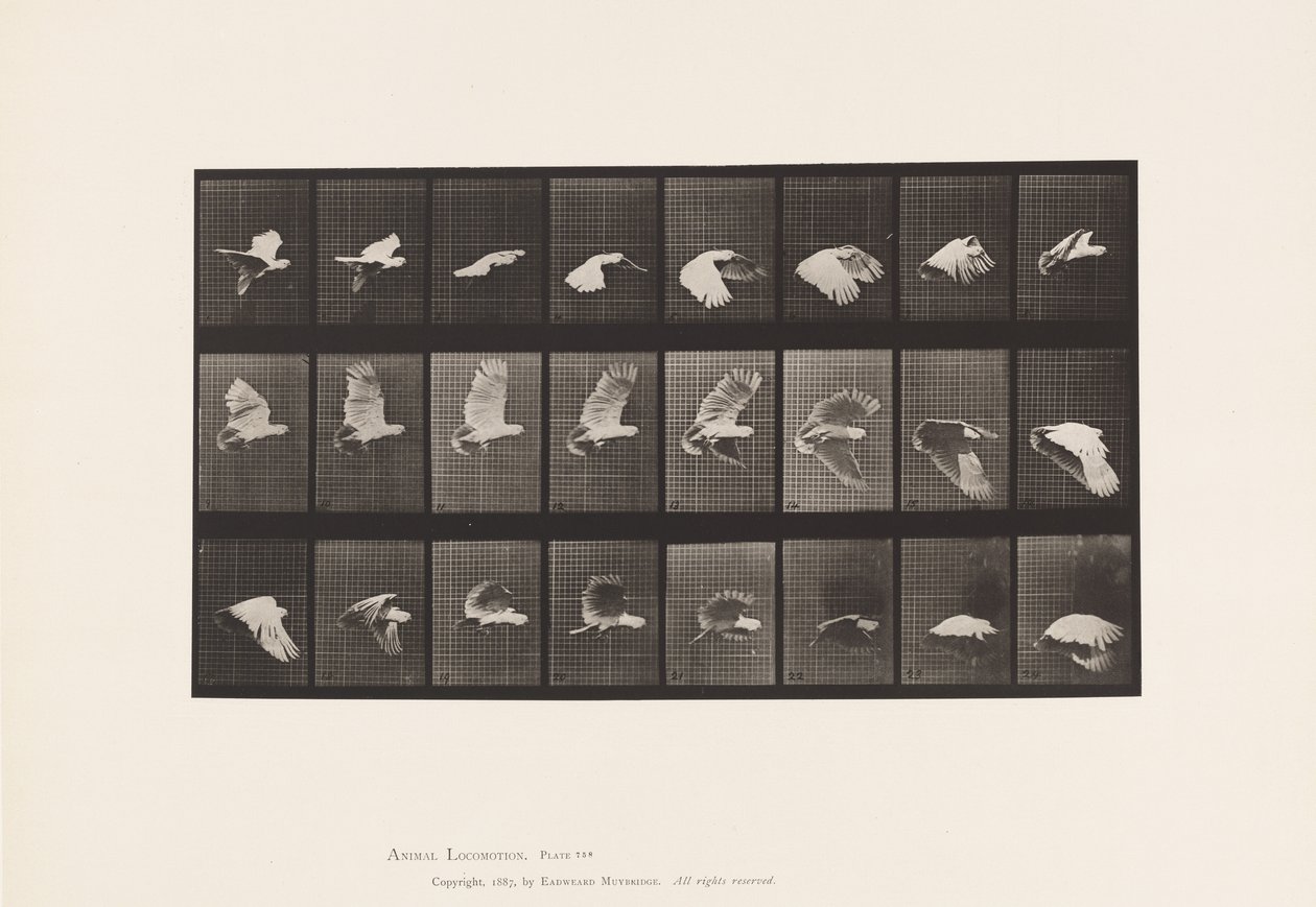 Placa 758. Cacatúa; Volando de Eadweard Muybridge