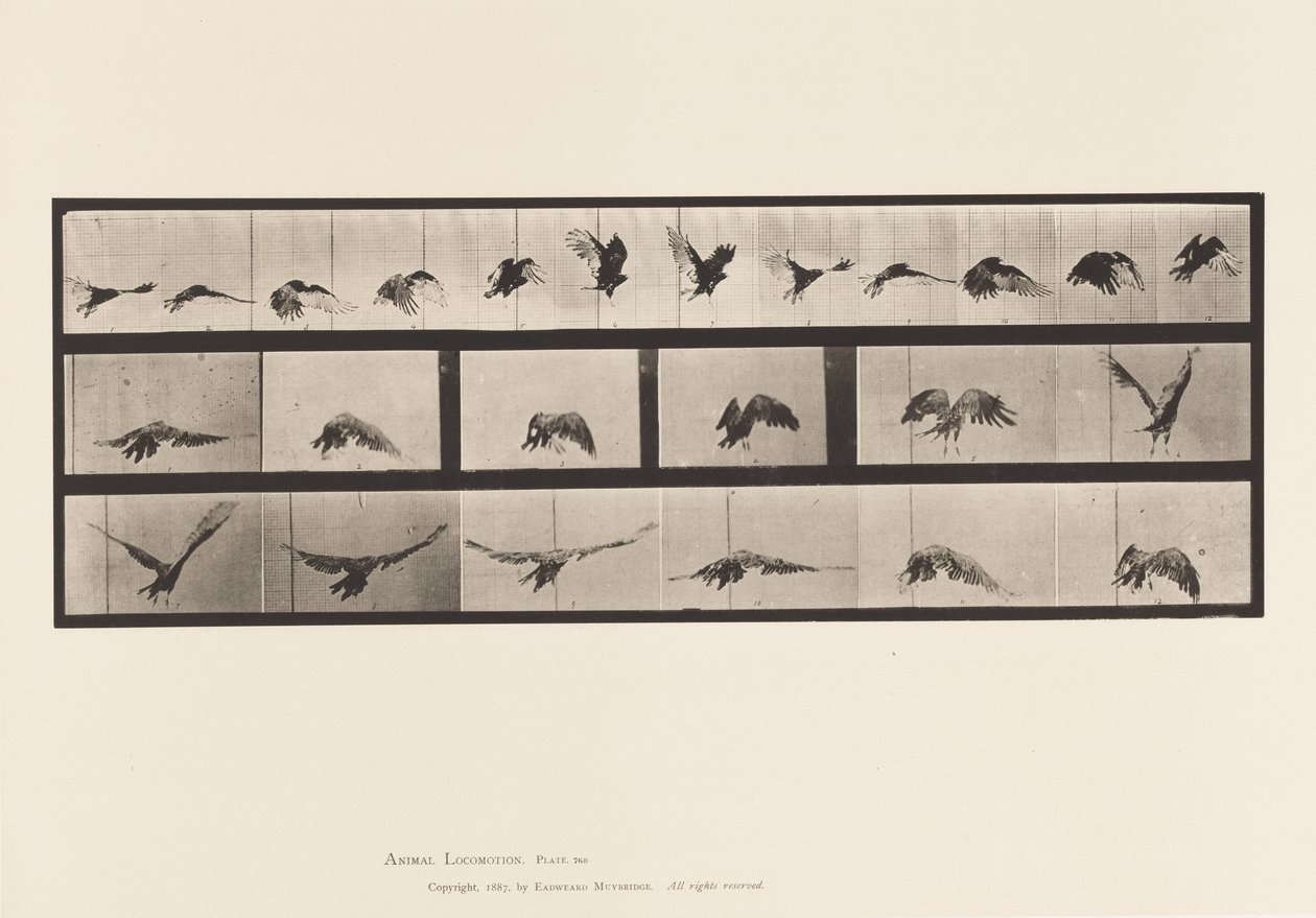 Placa 768. Buitre; Volando de Eadweard Muybridge