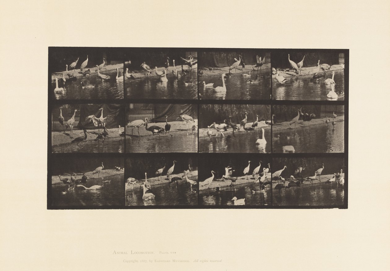 Placa 779. Cigüeñas; Cisnes, etc. de Eadweard Muybridge