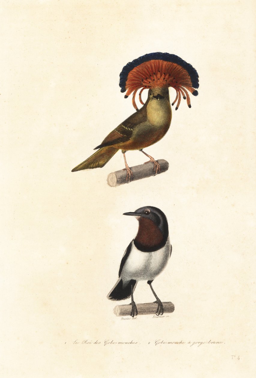 El papamoscas real del Amazonas y el ojo de cisne de garganta marrón. de Edouard (after) Travies