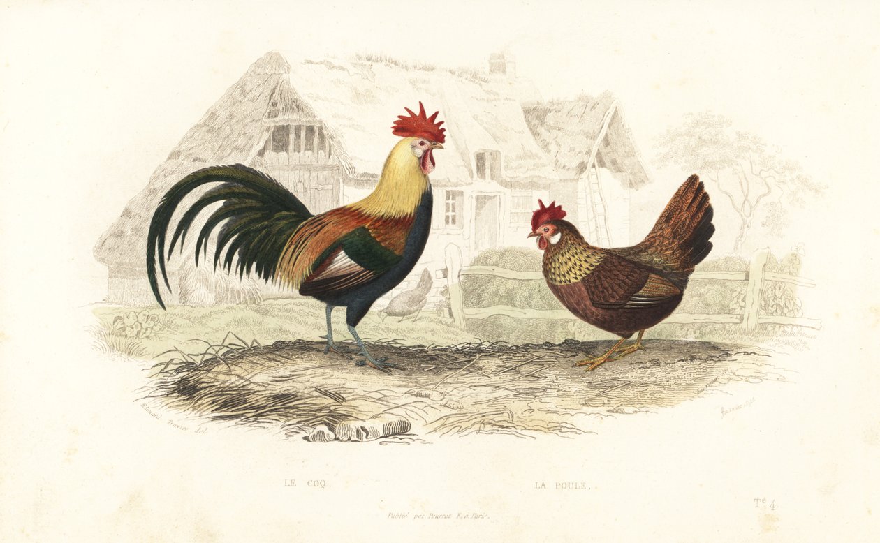 Gallo y gallina, Phasianus gallus. de Edouard (after) Travies