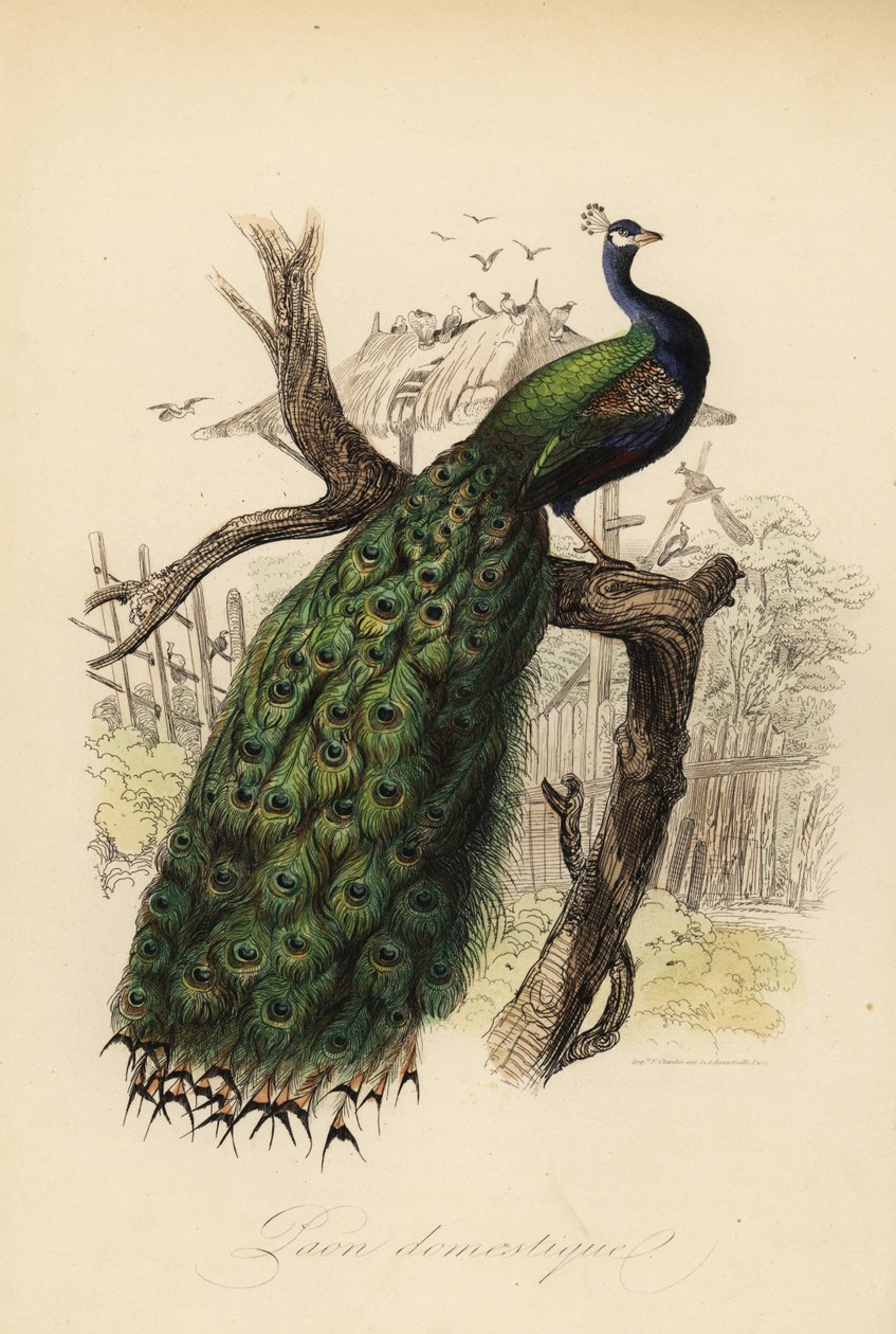 Pavo real, Pavo cristatus de Edouard (after) Travies