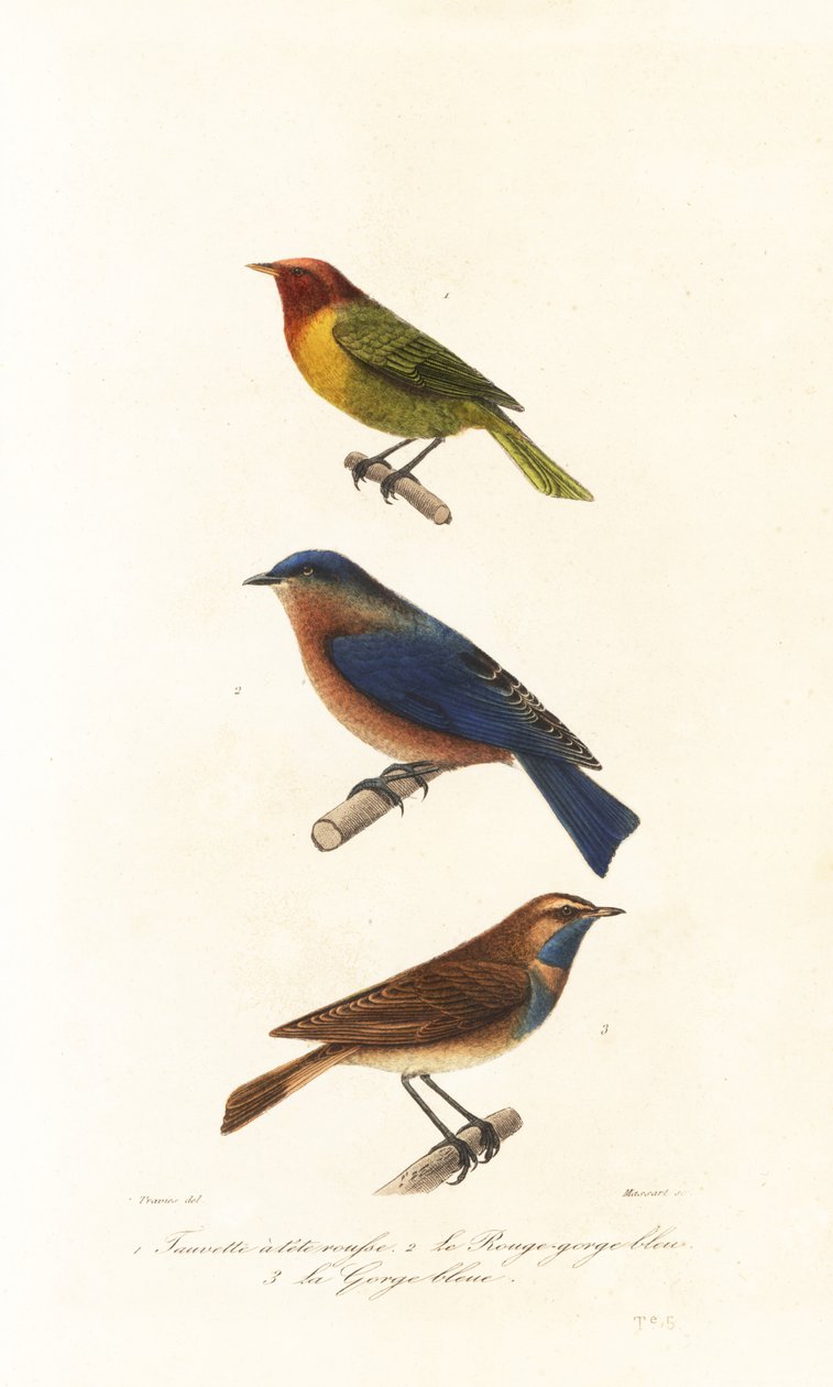 La curruca de Nashville, el pájaro azul del este y el pato azul. de Edouard (after) Travies