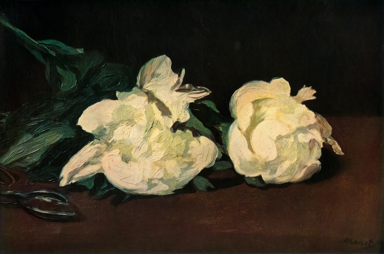 Peonías Blancas, 1864, 1937 de Édouard Manet