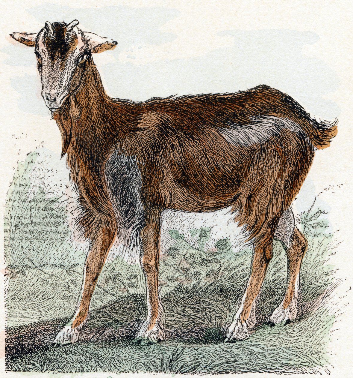 Cabra- " Alfabeto ilustra animales" siglo XIX (grabado) de Edouard Travies