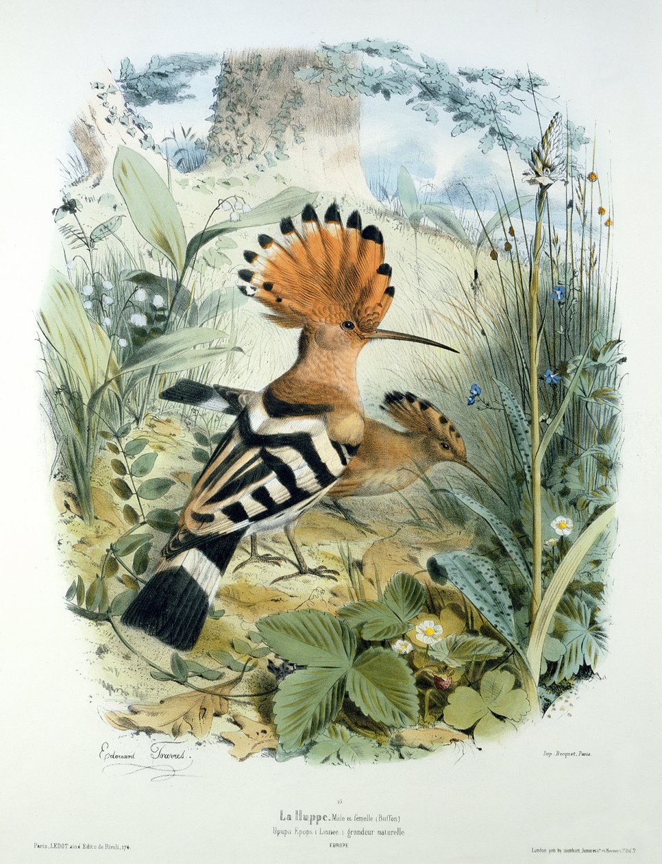 Abubilla (Upupa Epops) de Edouard Travies