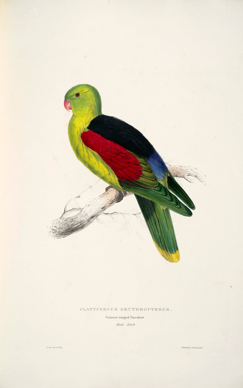 Aprosmictus erythropterus de Edward Lear