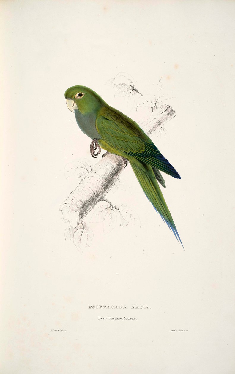 Aratinga nana de Edward Lear