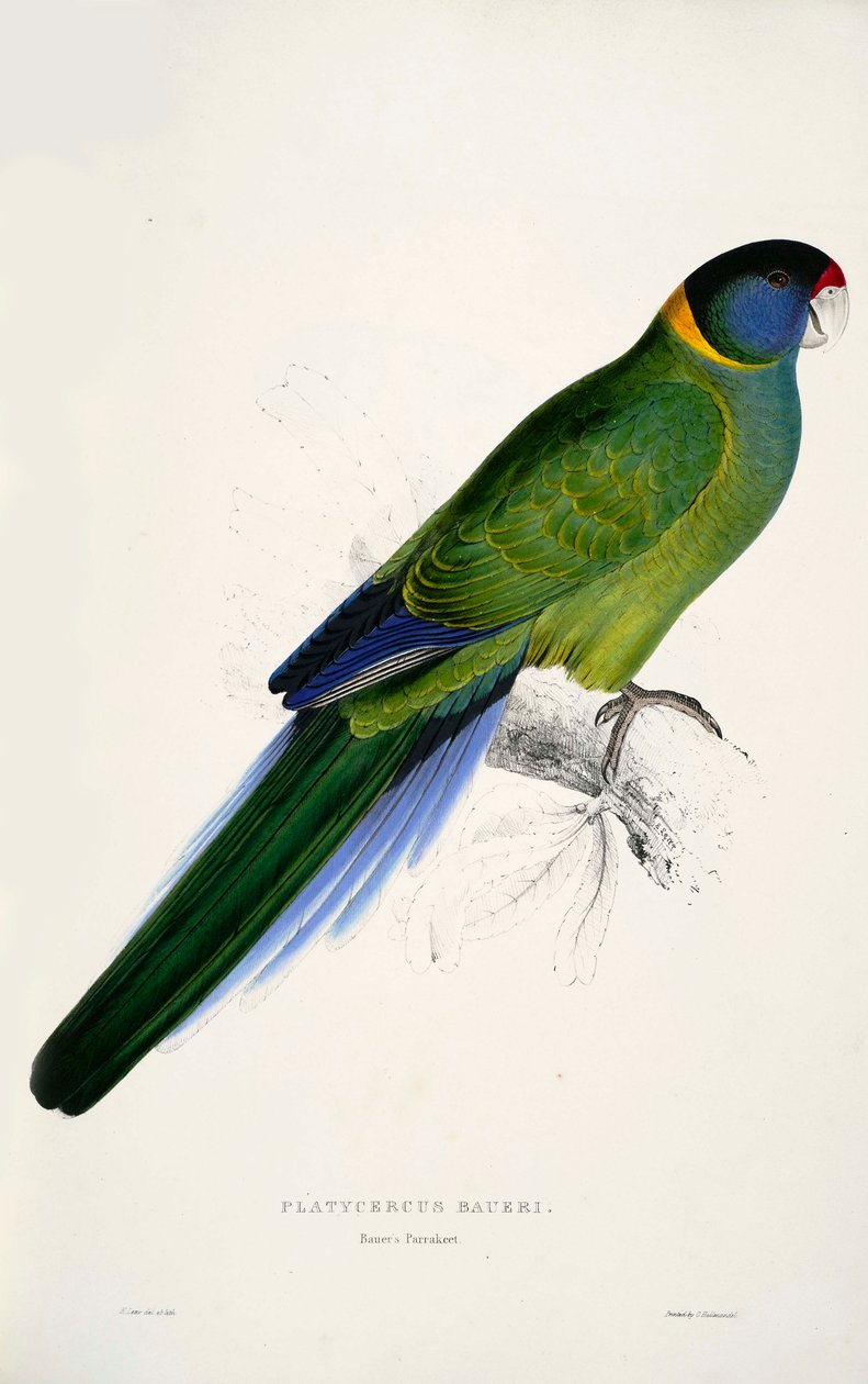 Barnardius zonarius de Edward Lear