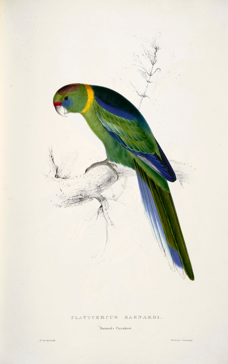 Barnardius zonarius de Edward Lear
