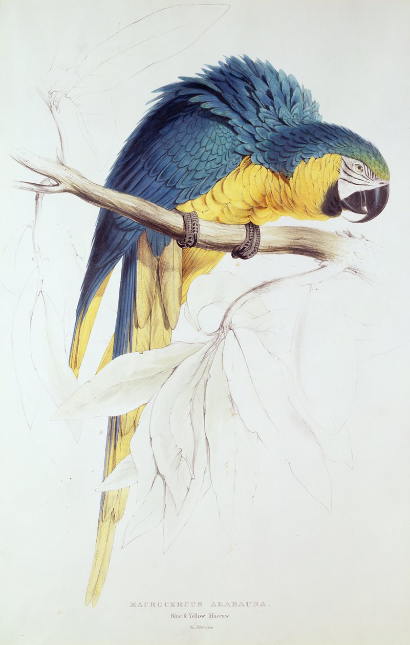 Guacamayo azul y amarillo de Edward Lear