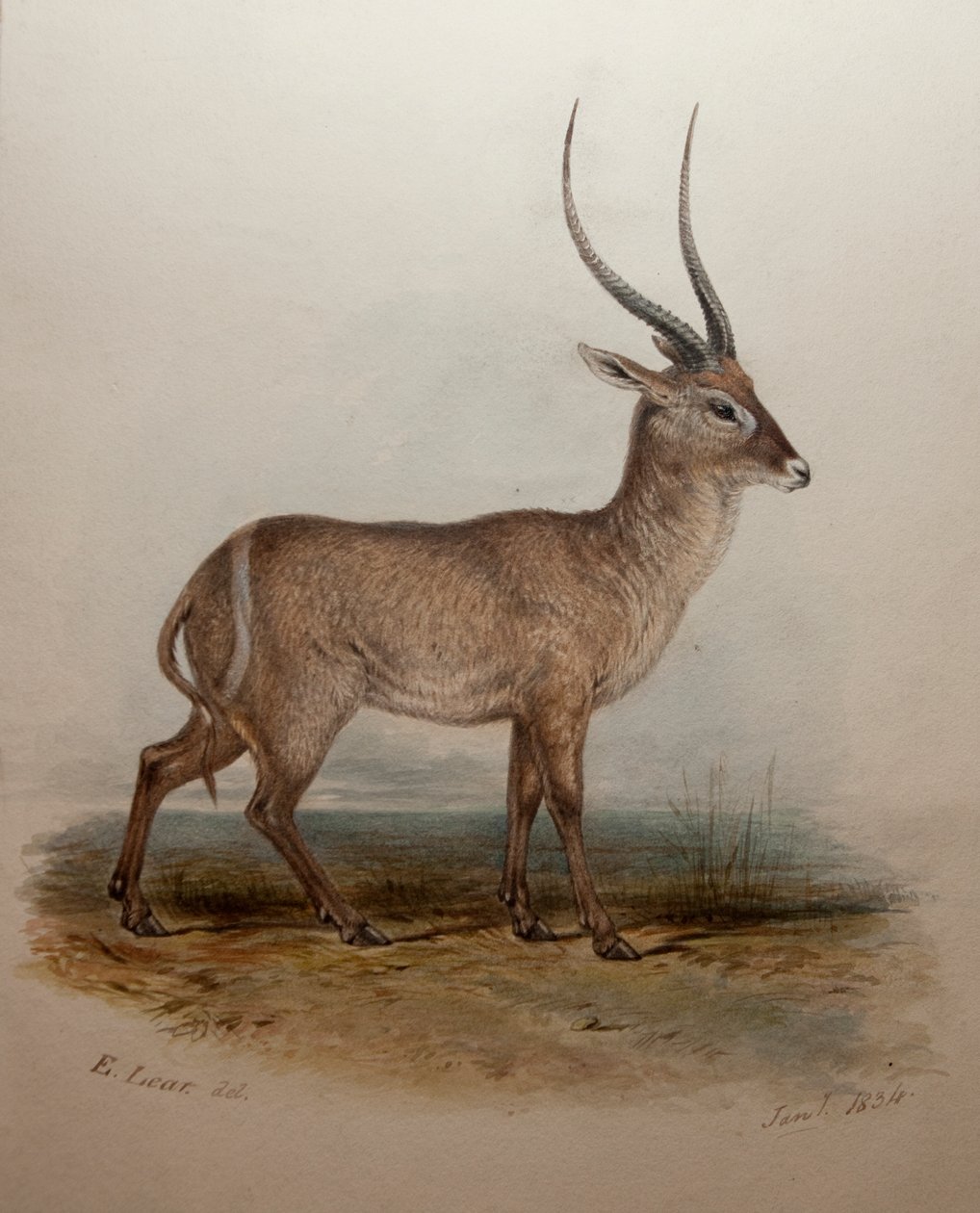 Bohor Reedbuck, 1834 de Edward Lear