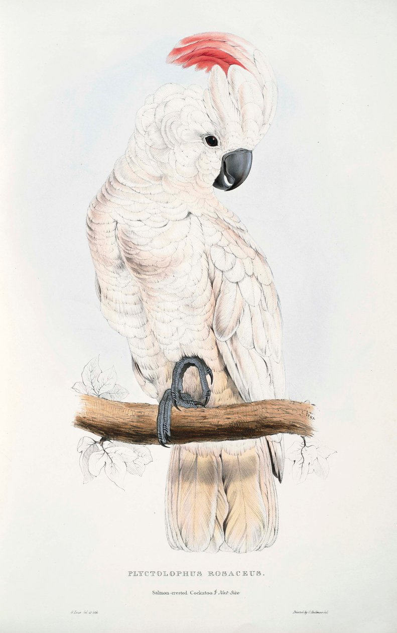 Cacatua moluccensis de Edward Lear