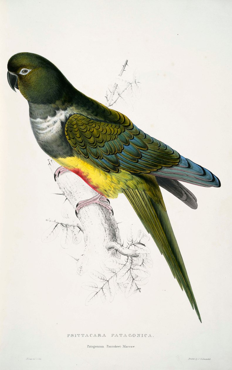 Cyanoliseus patagonus de Edward Lear