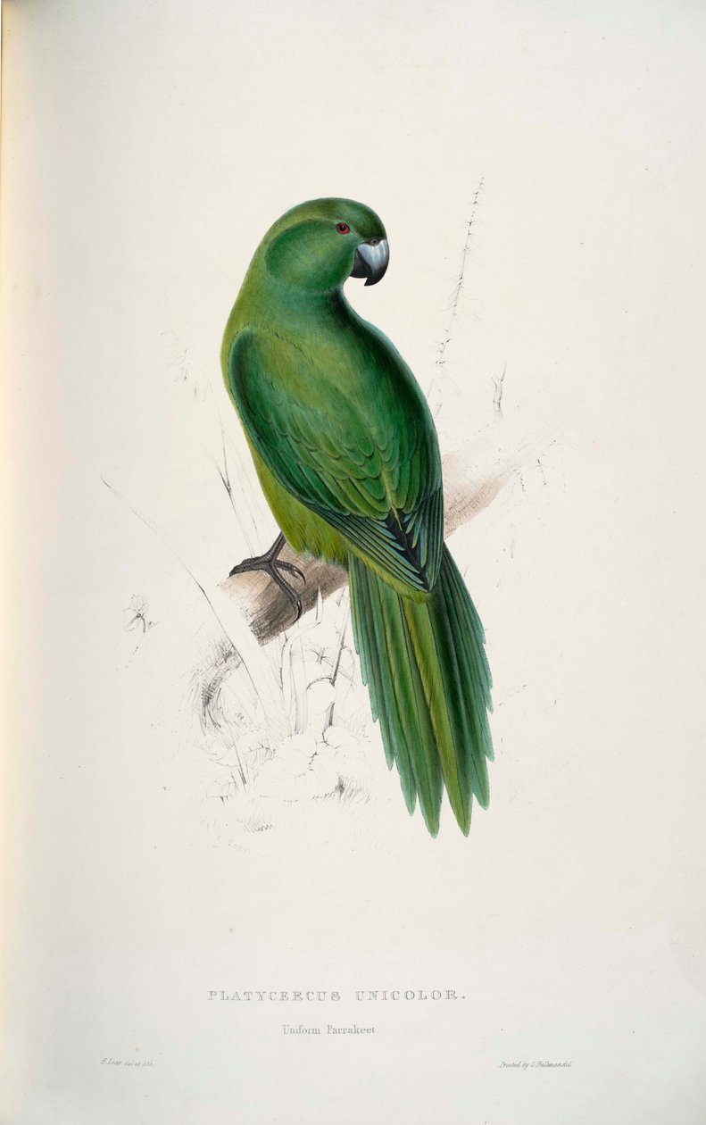 Cyanoramphus unicolor de Edward Lear