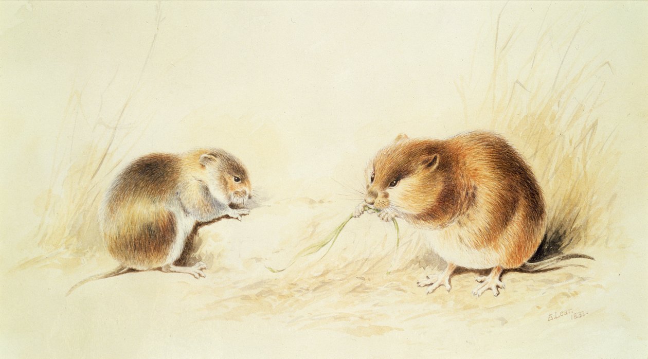 Lirones de Edward Lear