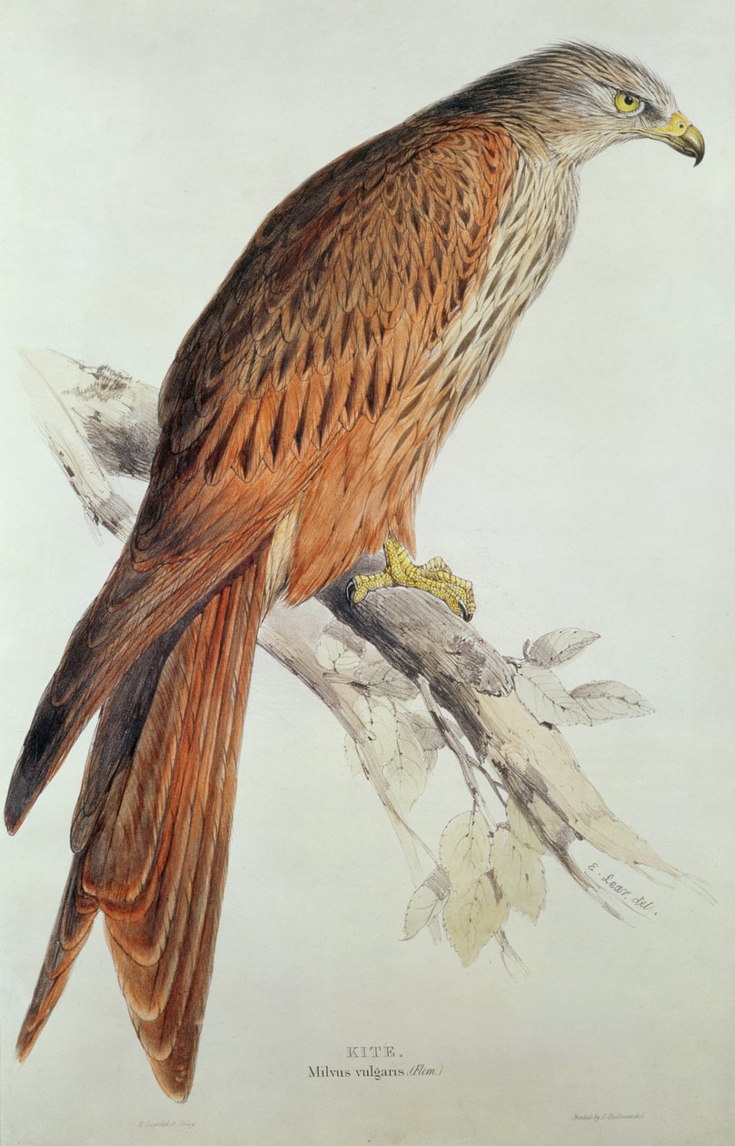 Cometa de Edward Lear