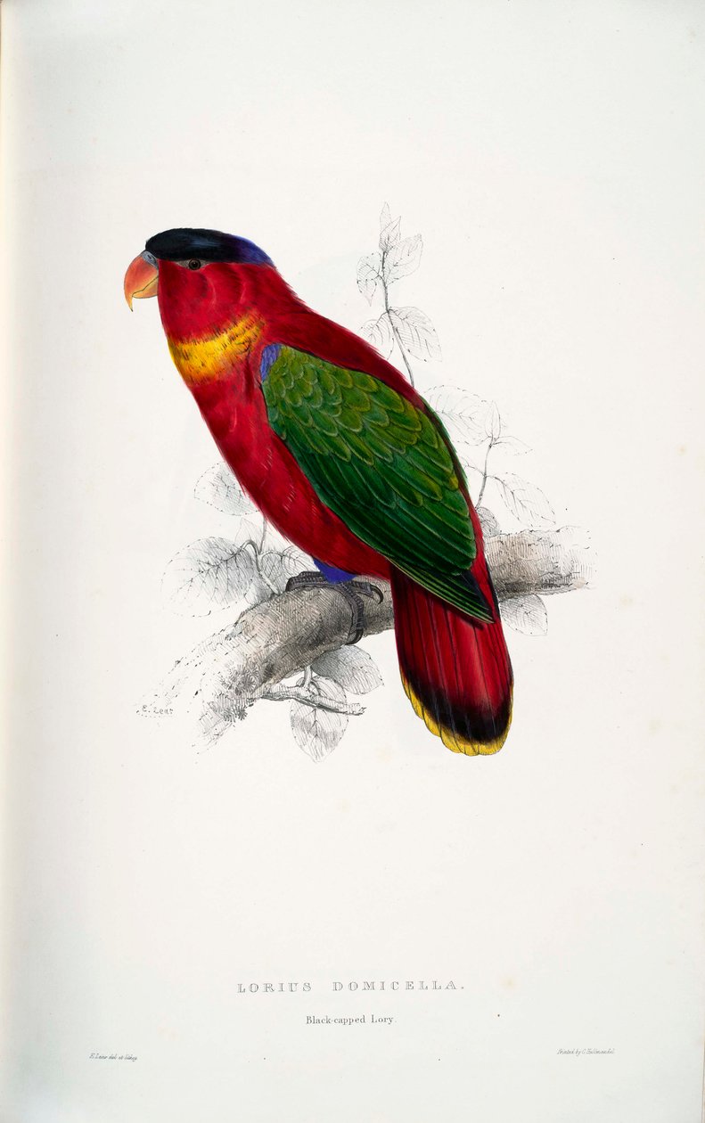 Lorius domicella de Edward Lear
