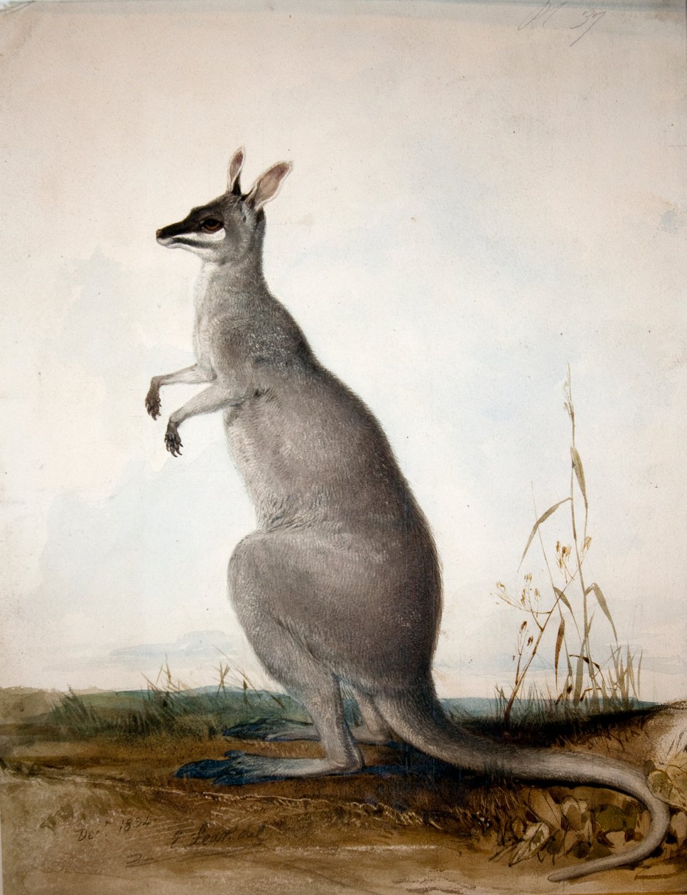 Macropus parryi, 1834 de Edward Lear