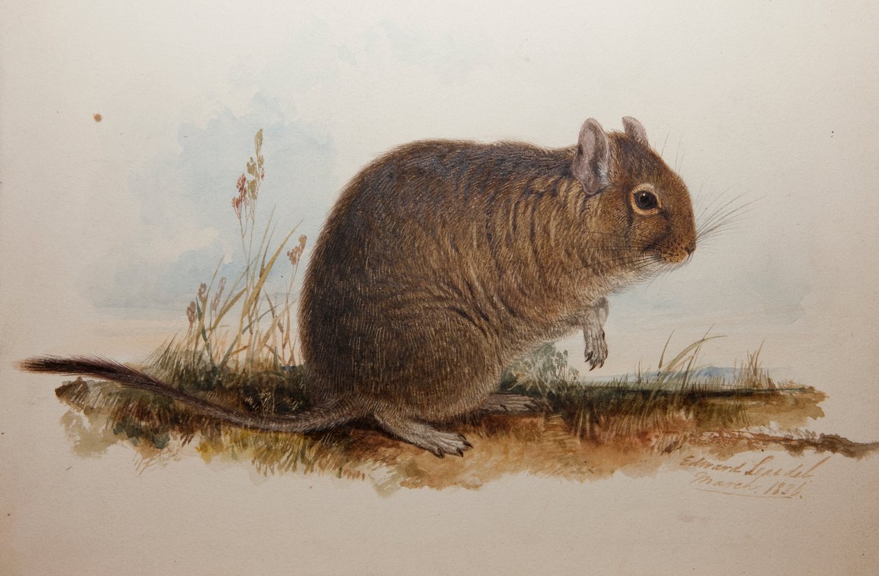 Octodon cumingii de Edward Lear