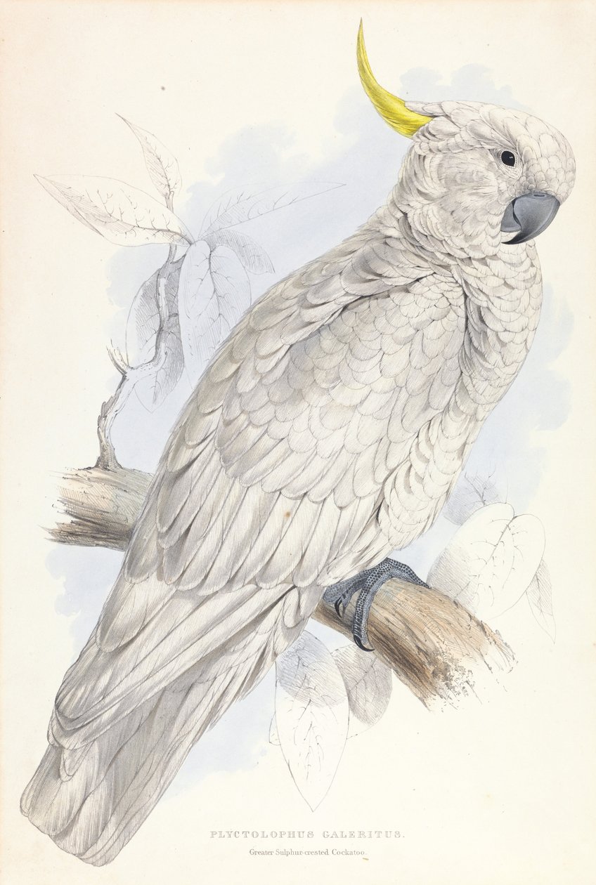 Plyctolophus Galeritus. Cacatúa de cresta azufrada mayor. de Edward Lear