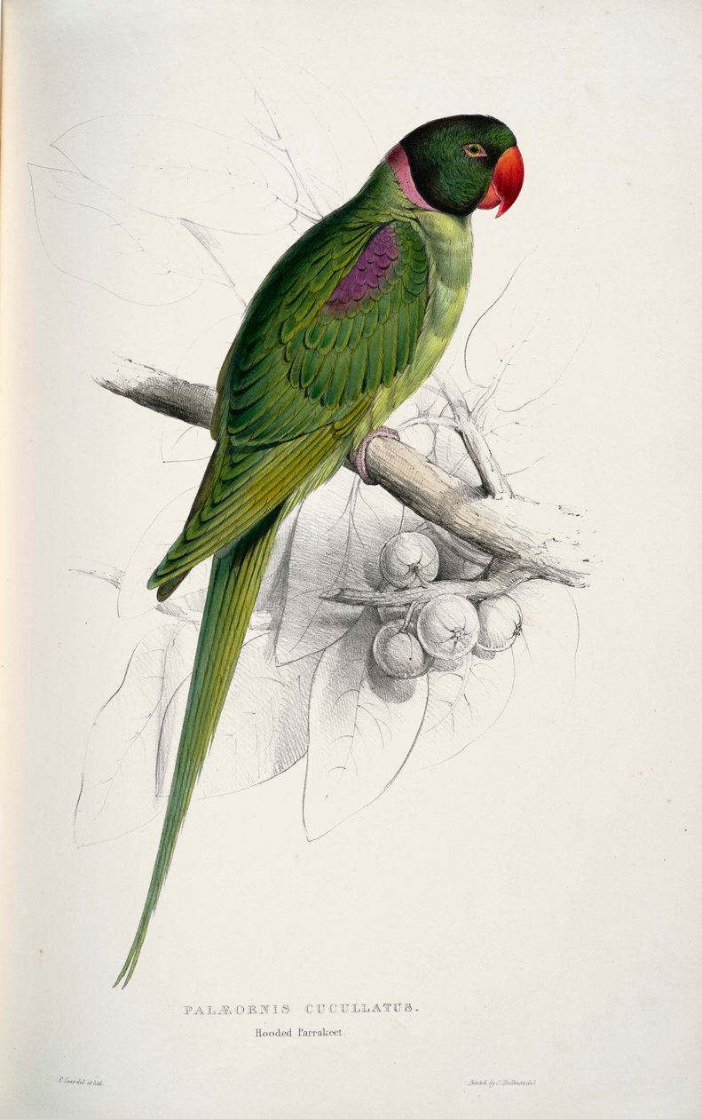 Psittacula eupatria de Edward Lear