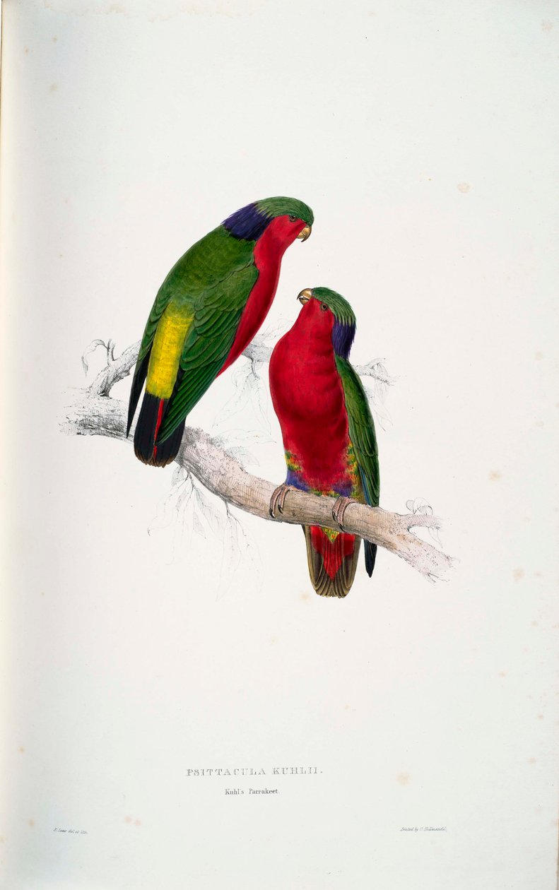 Psittacula kuhlii de Edward Lear