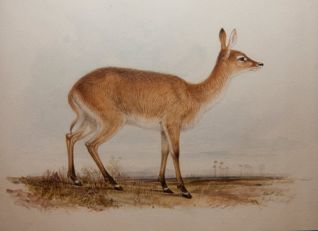 Red Lechwe, 1836 de Edward Lear