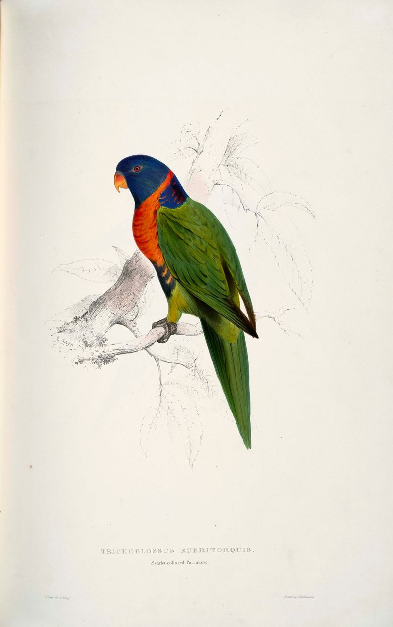 Trichoglossus rubritorquis escarlata de Edward Lear