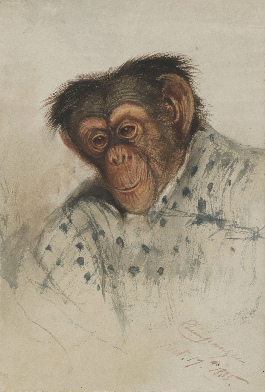 Cabeza de chimpancé de Edward Lear