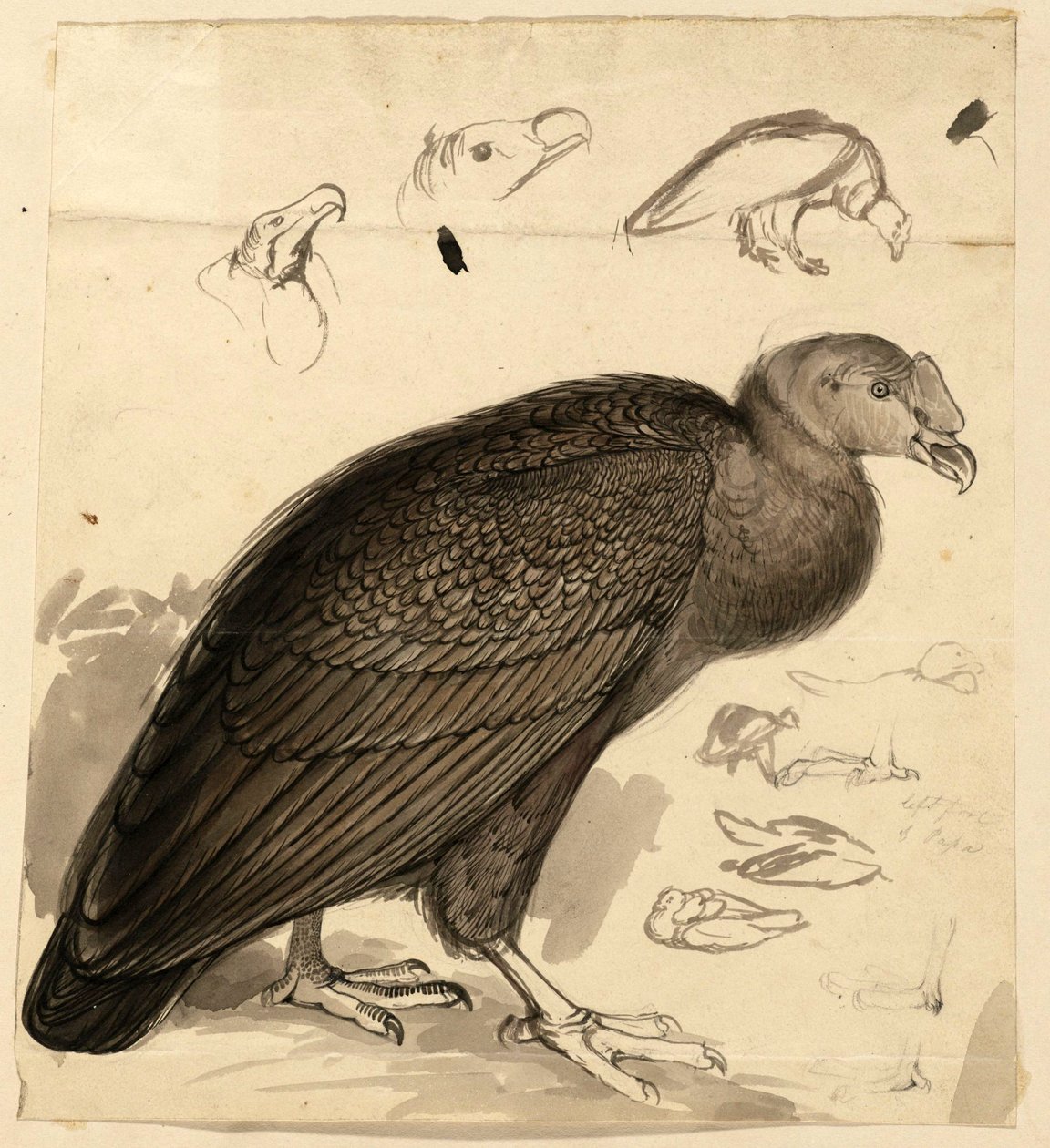 Cóndor de Edward Lear