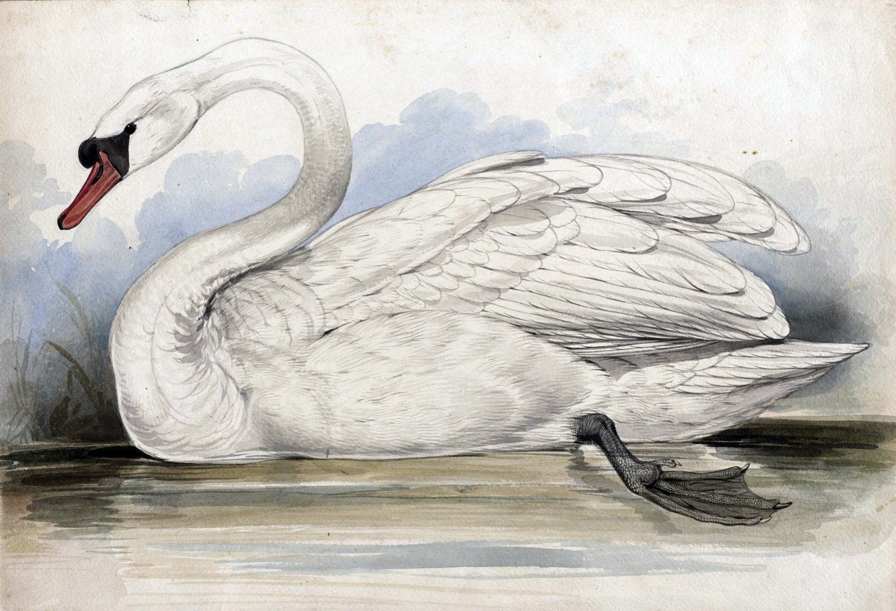 Cisne de Edward Lear