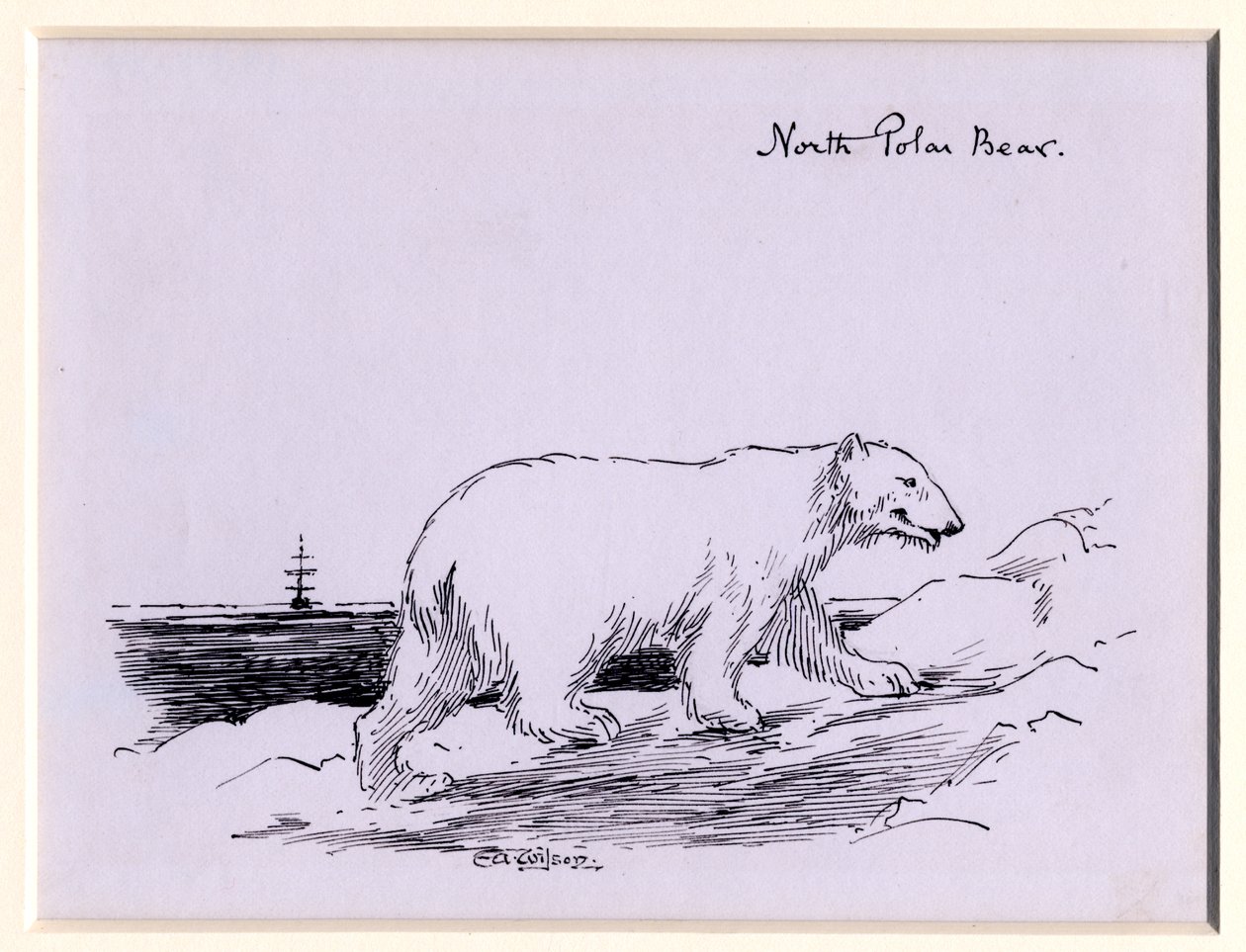 Oso polar de Edward Adrian Wilson