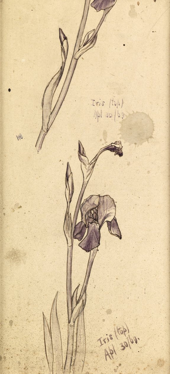 Iris de Edward Burne Jones