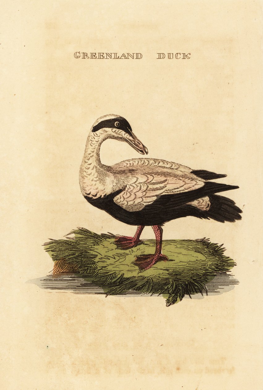 Eider común, Somateria mollissima de Edward Donovan