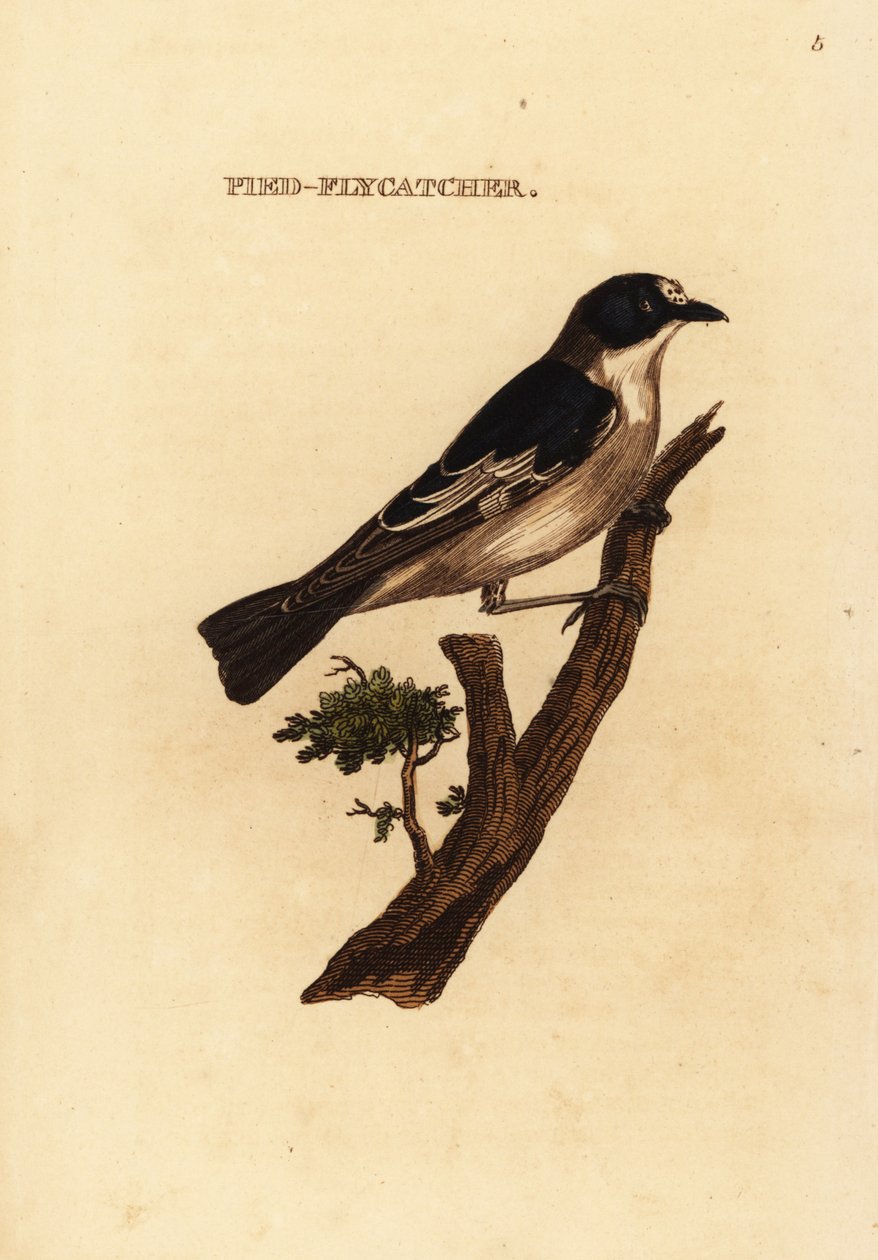 Papamoscas cerrojillo, Ficedula hypoleuca de Edward Donovan