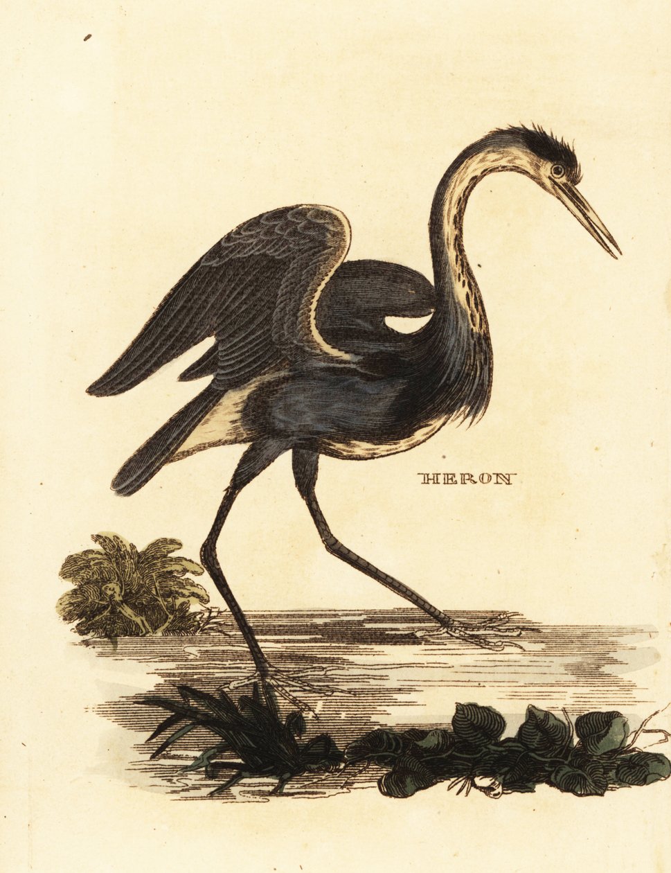 Garza real, Ardea cinerea de Edward Donovan