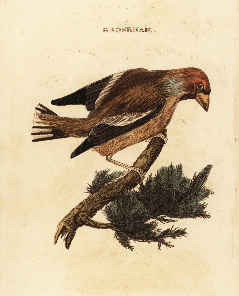 Picogordo, Coccothraustes coccothraustes de Edward Donovan