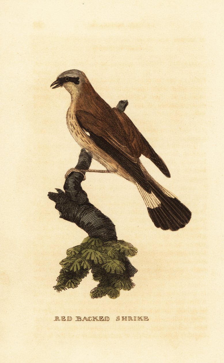 Alcaudón dorsirrojo, Lanius collurio de Edward Donovan