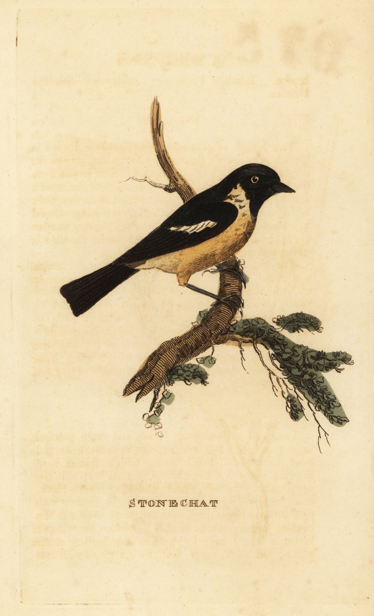 Tarabilla común, Saxicola rubicola de Edward Donovan