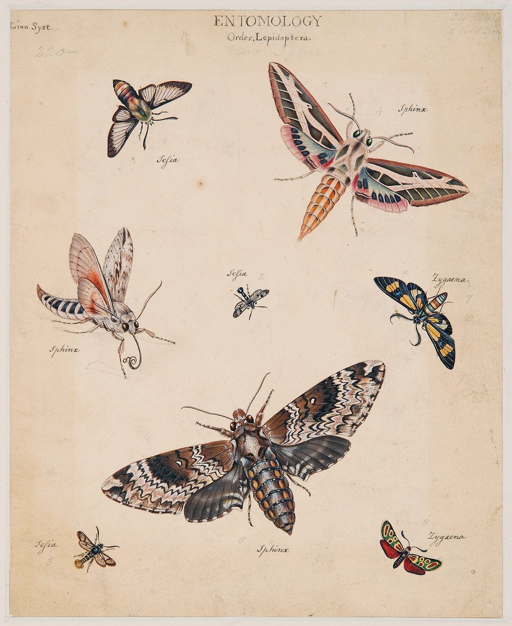 Estudios sobre animales invertebrados, Volumen II de Edward Donovan
