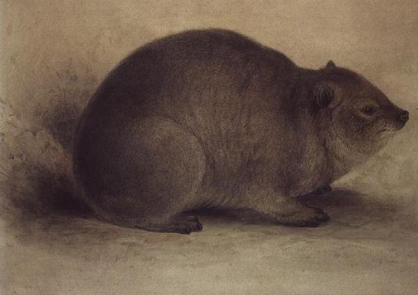 Un damán roquero de Edward Lear