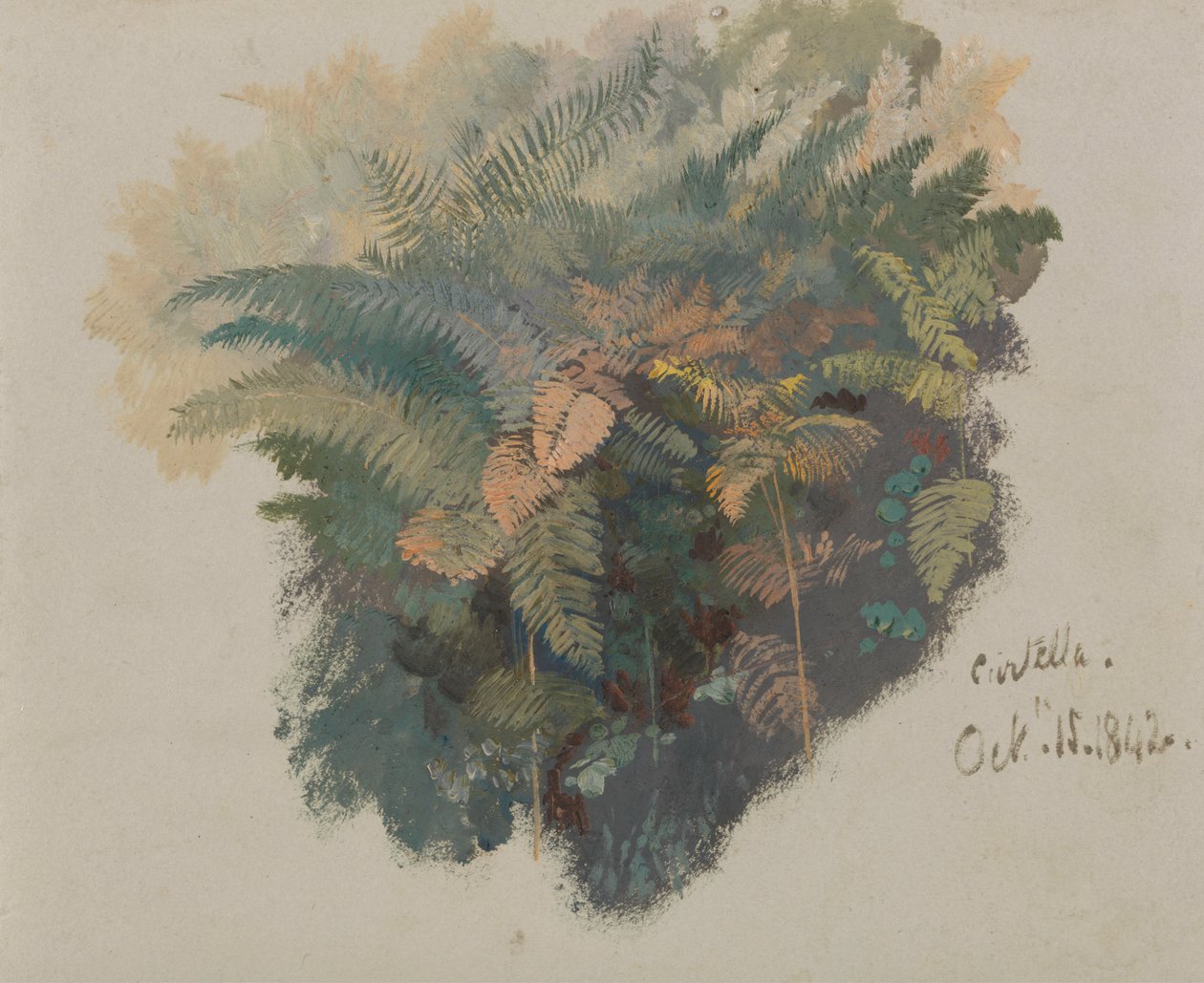 Un estudio sobre los helechos, Civitella de Edward Lear