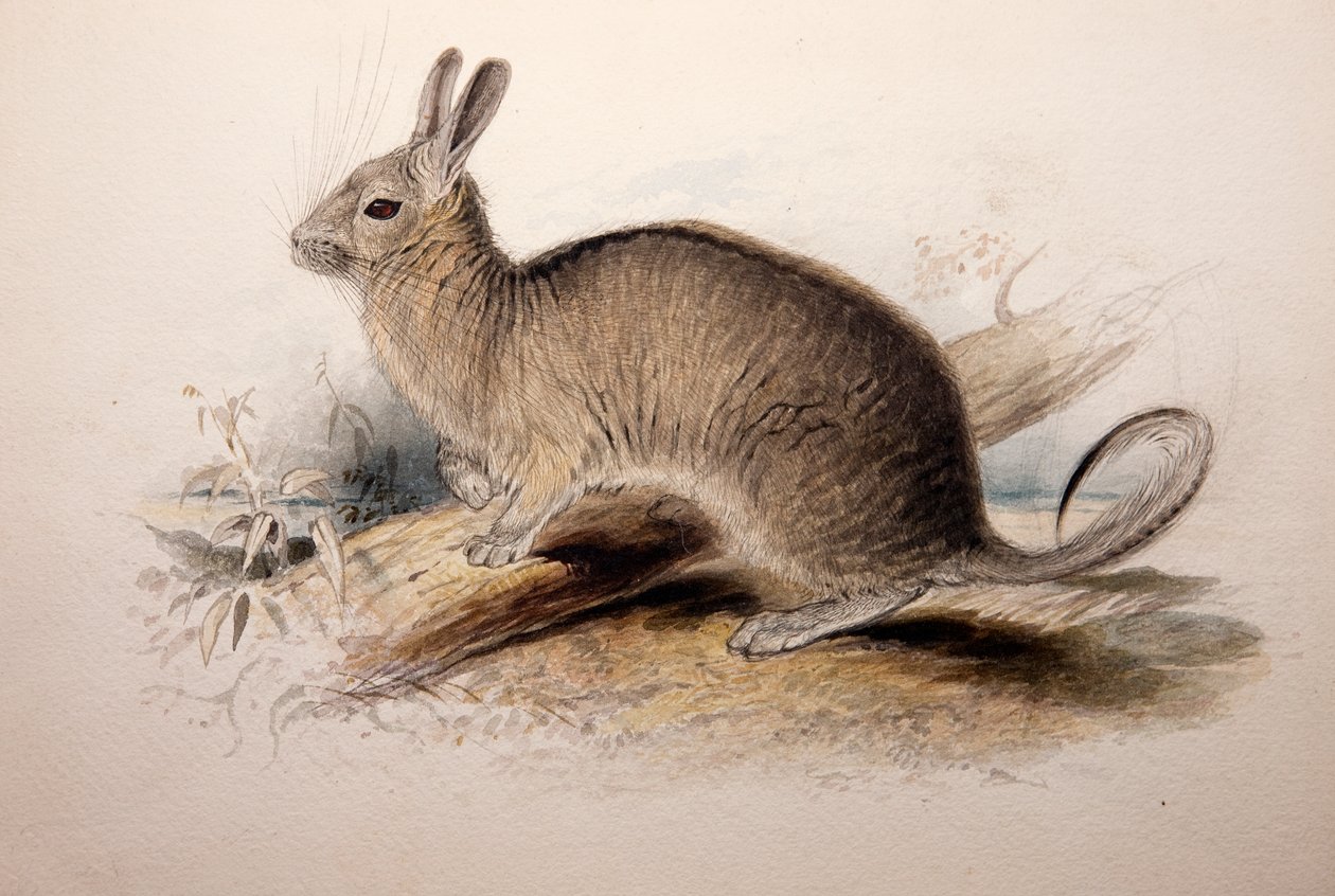 Lagotis cuvieri, 1833 de Edward Lear