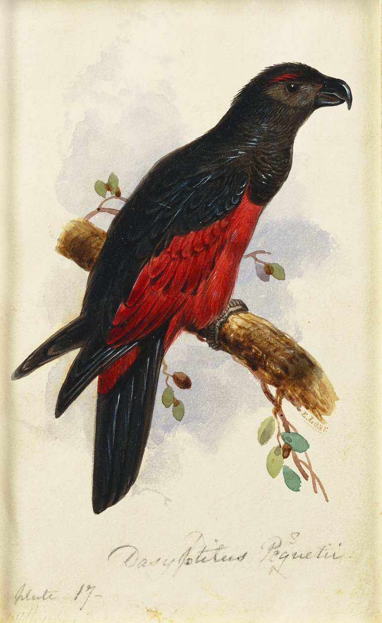 Dasyptilus de Pesquet de Edward Lear