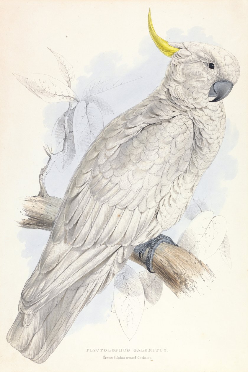 Plyctolophus Galeritus. Cacatúa sulfúrea mayor. de Edward Lear