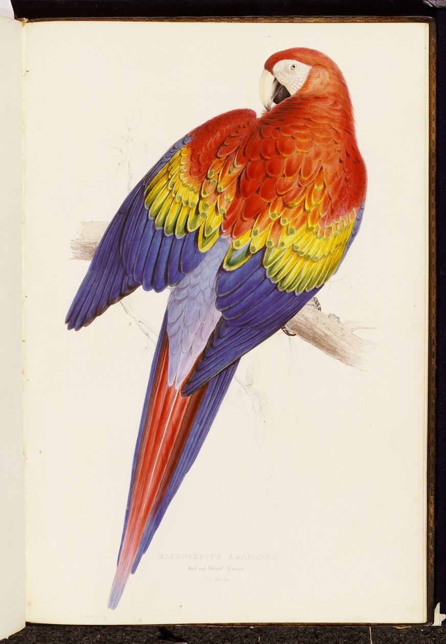 Guacamayo rojo y amarillo de Edward Lear